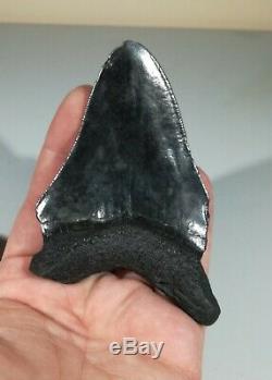 Carcharodon MEGALODON Tooth Large Genuine Fossil Shark Tooth Miocene USA