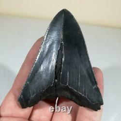 Carcharodon MEGALODON Tooth Large Genuine Fossil Shark Tooth Miocene USA
