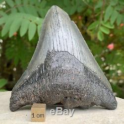 Carcharodon Megalodon Shark Tooth Fossil (USA Eocene) FSR062 100% Genuine