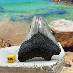 Carcharodon Megalodon Shark Tooth Fossil USA, Miocene FSE233 100%realUKseller