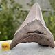 Carcharodon Megalodon Shark Tooth Fossil, Usa, Miocene, Fse402 100%realukseller