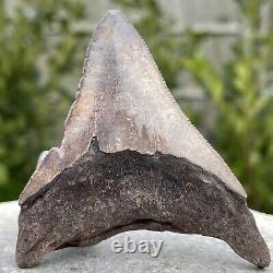 Carcharodon Megalodon Shark Tooth Fossil, USA, Miocene, FSE402 100%realUKseller