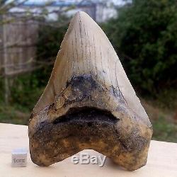 Carcharodon Megalodon Shark Tooth Fossil USA Miocene FSR063 100%realUKseller