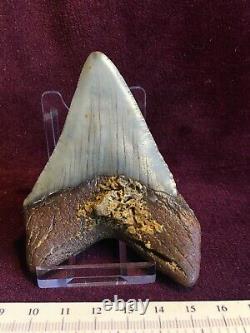 Carcharodon Megalodon Shark's Tooth. 2622