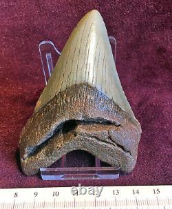 Carcharodon Megalodon Shark's Tooth. 2622