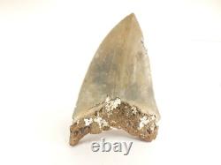 Carcharodon megalodon Fossil Shark Tooth (EA8509) Ashpoo River S. Carolina USA