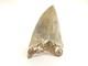 Carcharodon Megalodon Fossil Shark Tooth (ea8509) Ashpoo River S. Carolina Usa