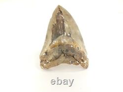 Carcharodon megalodon Fossil Shark Tooth (EA8509) Ashpoo River S. Carolina USA