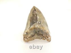 Carcharodon megalodon Fossil Shark Tooth (EA8509) Ashpoo River S. Carolina USA