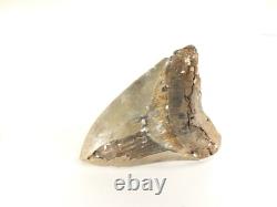 Carcharodon megalodon Fossil Shark Tooth (EA8509) Ashpoo River S. Carolina USA