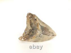 Carcharodon megalodon Fossil Shark Tooth (EA8509) Ashpoo River S. Carolina USA