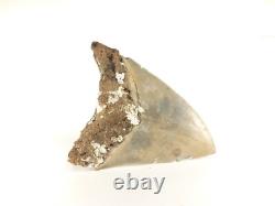 Carcharodon megalodon Fossil Shark Tooth (EA8509) Ashpoo River S. Carolina USA