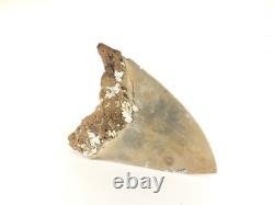 Carcharodon megalodon Fossil Shark Tooth (EA8509) Ashpoo River S. Carolina USA