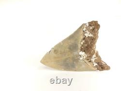 Carcharodon megalodon Fossil Shark Tooth (EA8509) Ashpoo River S. Carolina USA