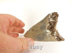 Carcharodon megalodon Fossil Shark Tooth (EA8509) Ashpoo River S. Carolina USA