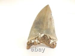 Carcharodon megalodon Fossil Shark Tooth (EA8509) Ashpoo River S. Carolina USA