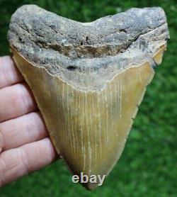 Carolina Gold Megalodon Shark Tooth 5.34 Fossil Authentic NOT RESTORED(WT5-233)