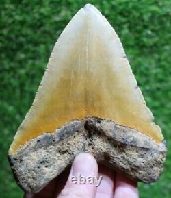 Carolina Gold Megalodon Shark Tooth 5.34 Fossil Authentic NOT RESTORED(WT5-233)