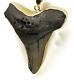 Charles Albert Gold Alchemia Giant Megalodon Shark Tooth Necklace Pendant Signed