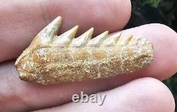 Chilean Cow Shark Tooth Fossil Not Megalodon Mako Chile