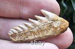 Chilean Cow Shark Tooth Fossil Not Megalodon Mako Chile