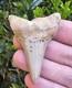 Chilean Great White Shark Tooth Fossil Not Megalodon Chile 2.48