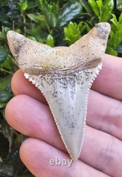 Chilean Great White Shark Tooth Fossil Not Megalodon Chile 2.48