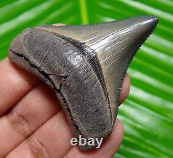Chubutensis Shark Tooth Museum Grade Fossil 2.02 Real & All Natural