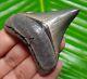 Chubutensis Shark Tooth Museum Grade Fossil 2.02 Real & All Natural