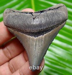 Chubutensis Shark Tooth Museum Grade Fossil 2.02 Real & All Natural