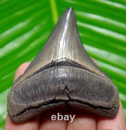 Chubutensis Shark Tooth Museum Grade Fossil 2.02 Real & All Natural