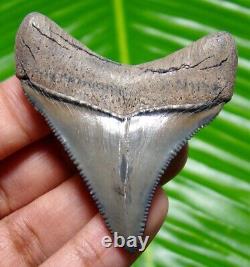 Chubutensis Shark Tooth Museum Grade Fossil 2.02 Real & All Natural