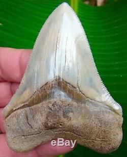 Chubutensis Shark Tooth OVER XL 3 & 9/16 in. MUSEUM GRADE NO RESTORATIONS