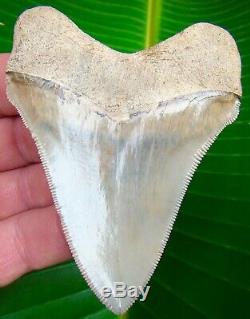 Chubutensis Shark Tooth OVER XL 3 & 9/16 in. MUSEUM GRADE NO RESTORATIONS
