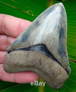 Chubutensis Shark Tooth XL 3 & 11/16 TOP 1% BROAD RIVER NO RESTORATIONS