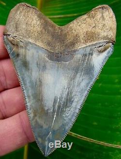 Chubutensis Shark Tooth XL 3 & 1/2 in. MUSEUM GRADE NO RESTORATIONS