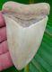 Chubutensis Shark Tooth Xl 3 & 3/8 In. Rare Land Site No Restorations