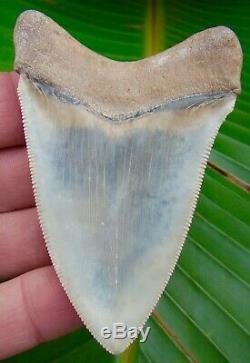 Chubutensis Shark Tooth XL 3 & 3/8 in. RARE LAND SITE NO RESTORATIONS