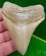 Chubutensis Shark Tooth Xl 3 & 5/8 In. Lee Creek Aurora No Restorations