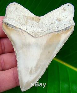 Chubutensis Shark Tooth XL 3 & 5/8 in. LEE CREEK AURORA NO RESTORATIONS