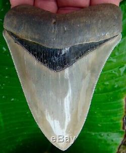 Chubutensis Shark Tooth XL 4 & 1/4 in. MUSEUM GRADE NO RESTORATIONS