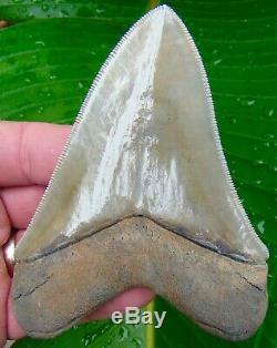 Chubutensis Shark Tooth XL 4 & 1/4 in. MUSEUM GRADE NO RESTORATIONS