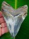 Chubutensis Shark Tooth Xl 4 & 5/16 In. True Species No Restorations