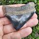 Chunky Posterior Virginia Megalodon Shark Tooth Fossil