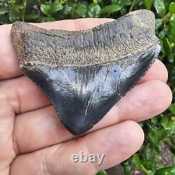 Chunky Posterior Virginia Megalodon Shark Tooth Fossil