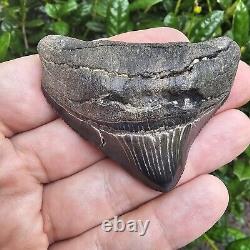 Chunky Posterior Virginia Megalodon Shark Tooth Fossil