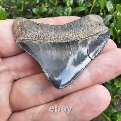 Chunky Posterior Virginia Megalodon Shark Tooth Fossil