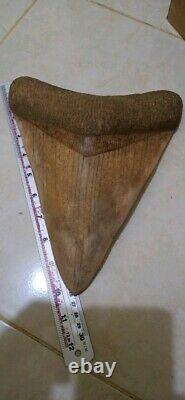Collectibles BIGGEST SUPER RARE FOUND Megalodon Real Shark Tooth 10,23 Inch