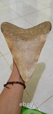 Collectibles BIGGEST SUPER RARE FOUND Megalodon Real Shark Tooth 10,23 Inch
