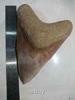 Collectibles Indonesian GIANT SUPER RARE Megalodon Real Shark Tooth 7,08 Inch
